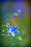 Blaue-Blume