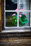 Blume-hinter-Fenster